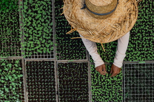 Farmer tending seedlings, food sourced locally