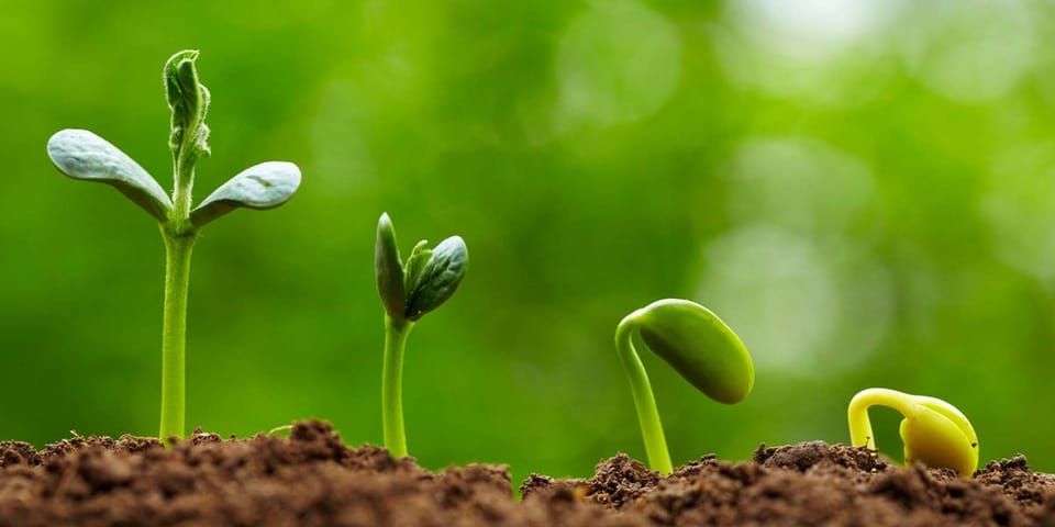 THE SEED → FOREST SELF-ASSESSMENT